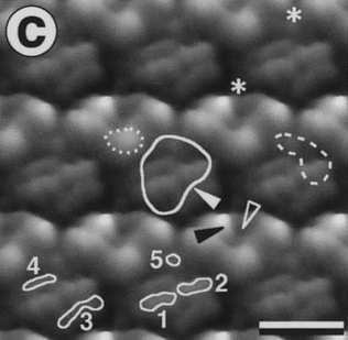 3.4.3 Mikroskopie atomárních sil Obr. 3.10: Počítačově zprůměrované tři snímky PS II bez vnějších podjednotek [53]. Struktura PS I sinice Synechococcus sp.