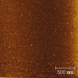 5. Experimentální část Pokusila jsem se zobrazit fotosystém I sinice Prochlorothryx hollandica ve skenovacím elektronovém mikroskopu s autoemisní tryskou (FESEM).