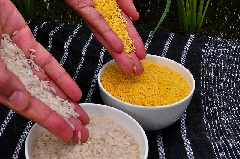 Zdroj: International Rice Research Institute; https://www.