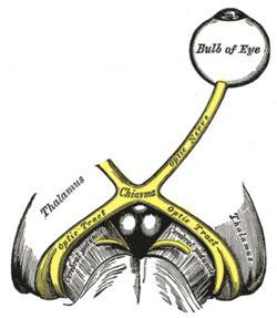 II. = N. opticus = Zrakový nerv 1. výchlipka diencefala (mezimozku) 2. nemá jádra centrum v mozku (area 17) 3. speciální senzorický nerv: zrak 4. orbita canalis opticus cavitas cranii media 5.