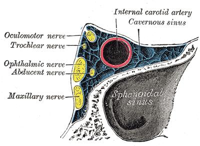 Sinus