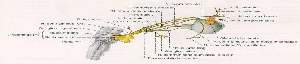 V1 = N. ophthalmicus = Oční nerv n. frontalis n. nasociliaris n.