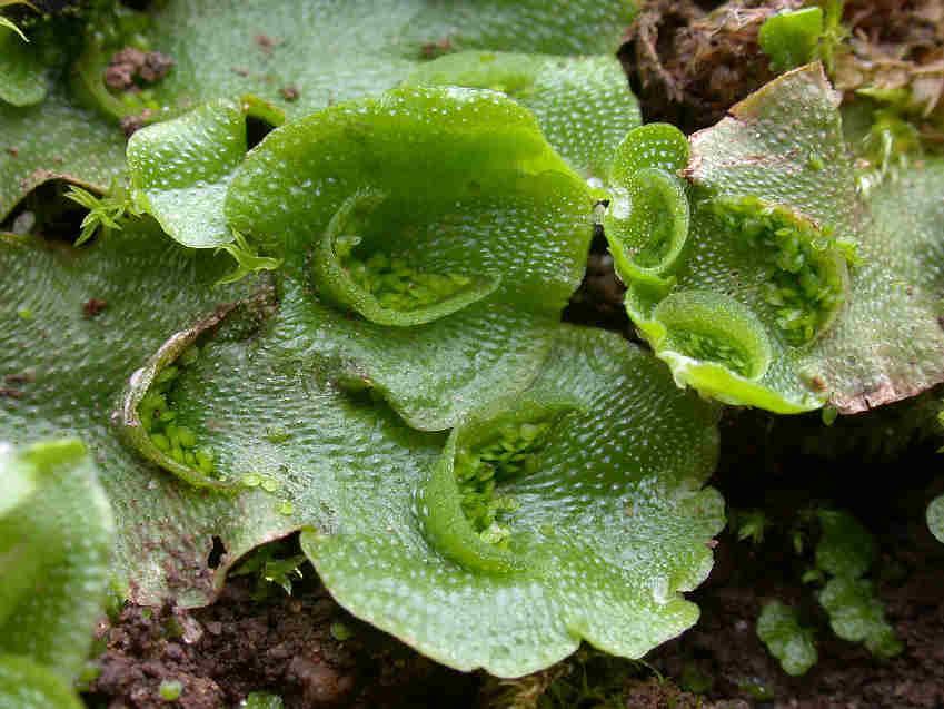 Lunularia cruciata lunatka křížatá příčný řez stélkou Převážně mediteránní druh