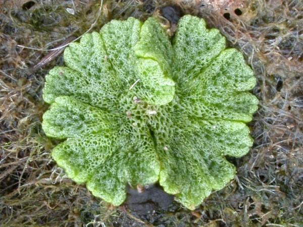 Riccia sp.