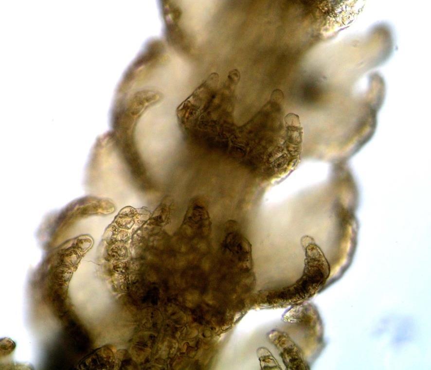 Lepidozia reptans - plevinka plazivá kauloid větev 3-