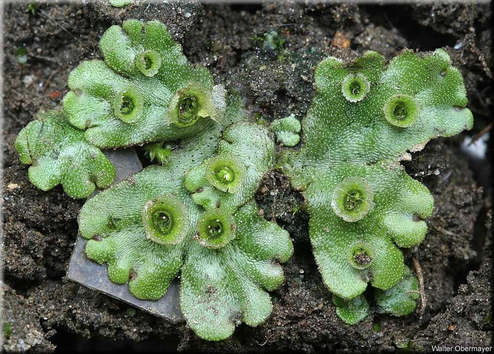 Marchantia polymorpha porostnice mnohotvárná Na dorzální straně stélky jsou i