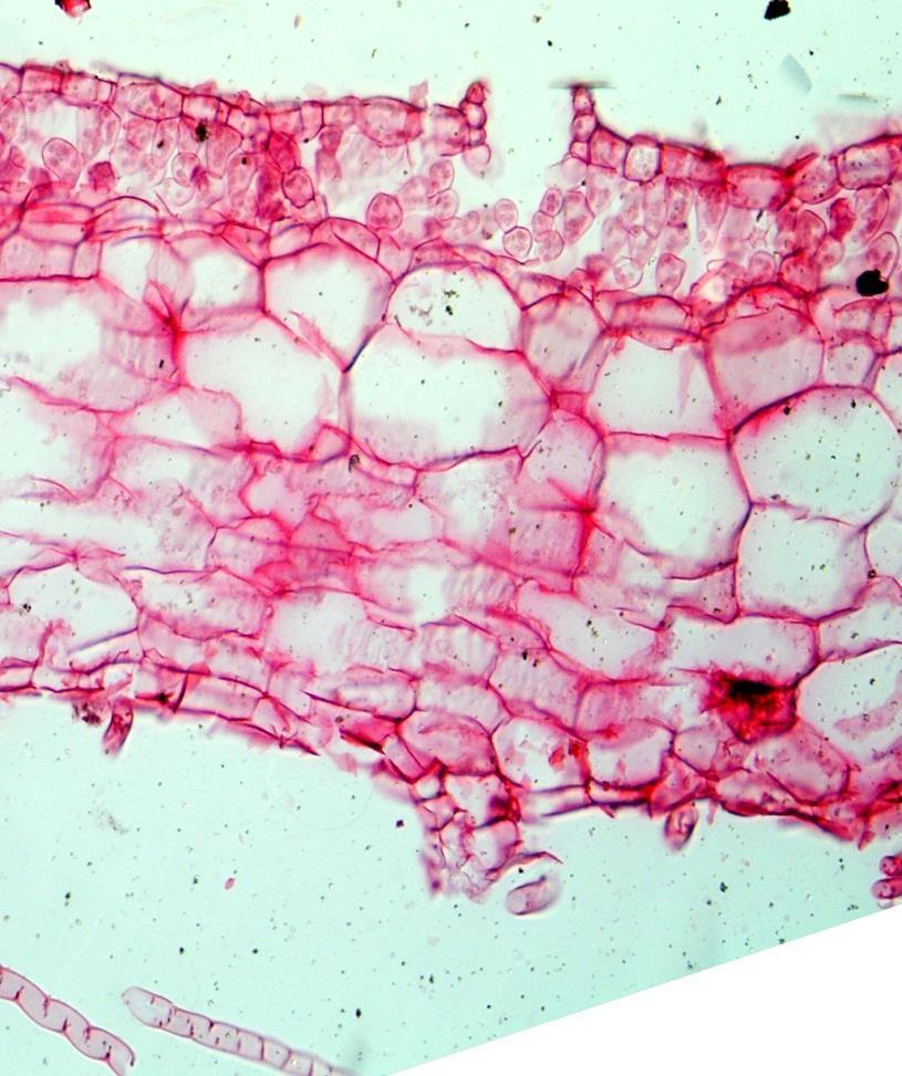 Příčný řez frondózní stélkou Marchantia polymorpha