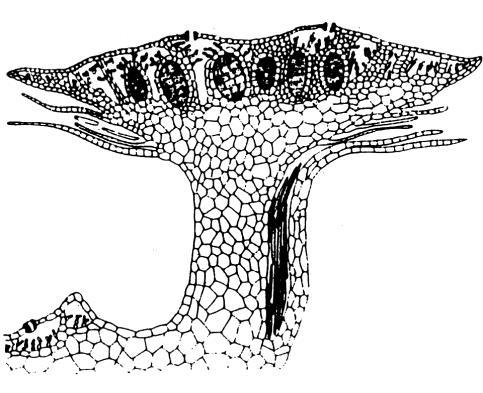 Marchantia polymorpha pohlavní