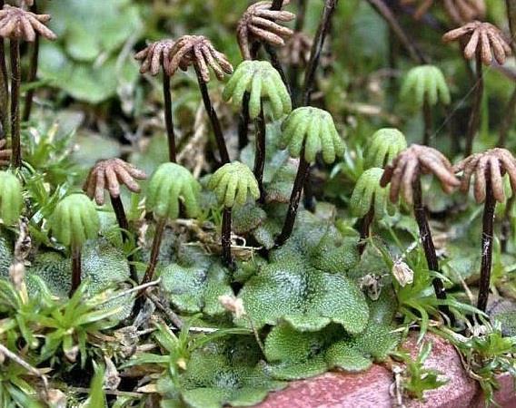 rozdřípené, archegonia vyvinuta na spodní