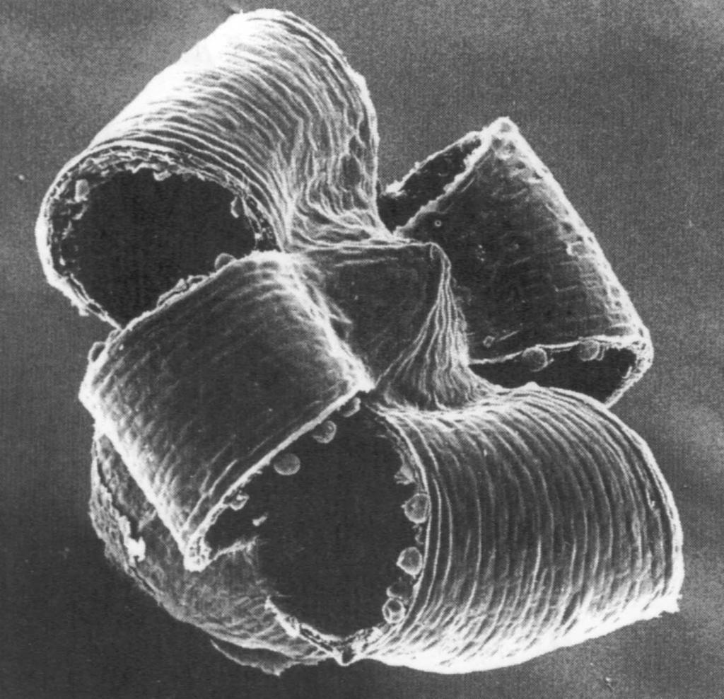 Andreaea rupestris - detail tobolky tobolka nemá víčko ani obústí puká čtyřmi neúplnými chlopněmi má