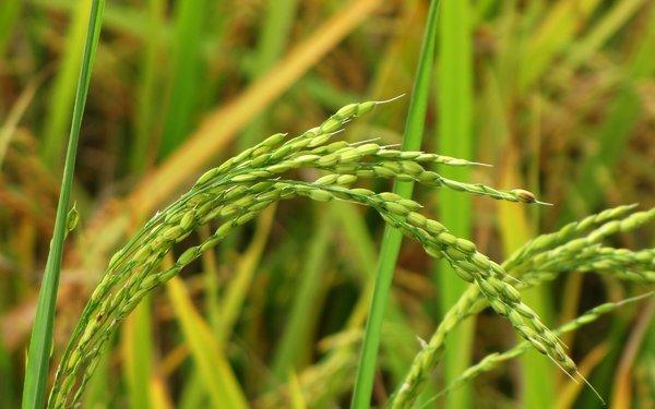 UTB ve Zlíně, Fakulta technologická 23 1.4.5 Rýže setá Rýže setá (Oryzae sativa L.) je rostlina z čeledi lipnicovitých a je velmi významnou plodinou pro více než polovinu světové populace.