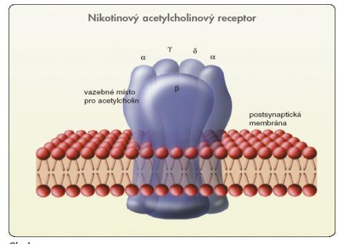 Cholinergní receptory na různých synapsích různé receptory -> heterogenita účinku dva základní typy ACh receptorů Nikotinové receptory spjaté s iontovým kanálem, aktivace vede k depolarizaci