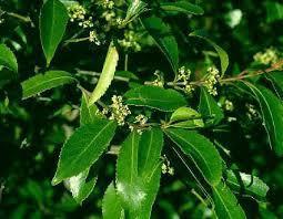 aplikace fysostigmin alkaloid Physostigma