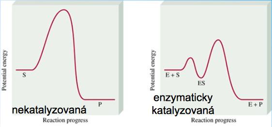 Pouze molekula zapadající do aktivního místa může reagovat.