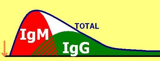 Interpretace nepřímého průkazu (2) akutní infekce: velké množství protilátek, převážně třídy IgM, případně IgM i IgG (1) po prodělané infekci: malé
