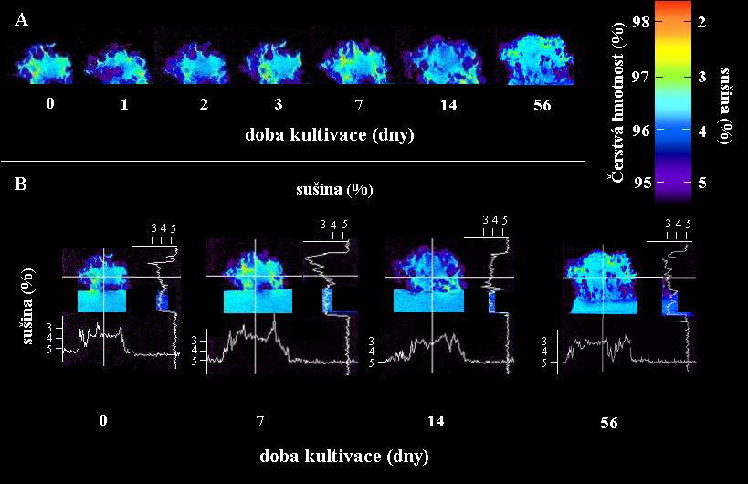 Studium SRSE pomocí nukleární magnetické rezonance Po zjištění odlišností ve struktuře shluku byla nastolena otázka, jestli vnitřní struktura shluku nesouvisí s transportem látek z kultivačního média
