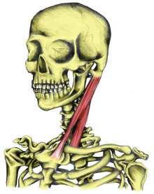 Krční páteř Pohyby v kloubu 1. Flexe mm. scaleni, m. sternocleidomastoideus, mm. praevertebrales 2. Extenze (dorzální flexe) m. trapezius (pars superior), m. splenius capitis et cervicis, m.