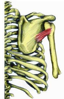 Úpon všechny začátky se snopci sbíhají k hraně malého hrbolku pažní kosti (crista tuberculi minoris) Velký sval