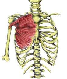 Velký prsní sval m.