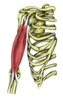 Loketní kloub Pohyby v kloubech 1. Flexe m. biceps brachii, m. brachialis, m. brachioradialis 2. Extenze m. triceps brachii, m. anconeus 3. Pronace m. pronator teres, m. pronator quadratus 4.