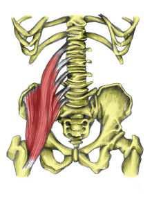 Kyčelní kloub Pohyby v kloubu 1. Flexe m. rectus femoris, m. iliopsoas, m. sartorius 2. Extenze m. gluteus maximus, m. semitendonosus, m. semimembranosus, m. biceps femoris 3. Abdukce m.