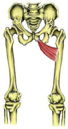 Hřebenový sval m. pectineus Začátek jeho začátek je na hraně stydké kosti (os pubis) Úpon upíná se na kosti stehenní Dlouhý přitahovač m.