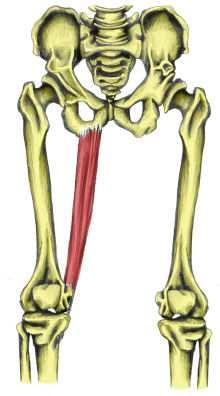 adductor brevis Začátek začíná na kosti stydké (os pubis) Úpon upíná se na kosti stehenní Velký přitahovač m.