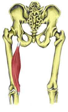 semimembranosus Začátek objemný sval má stejný začátek jako dvojhlavý sval stehenní, tedy na hrbolku kosti sedací.