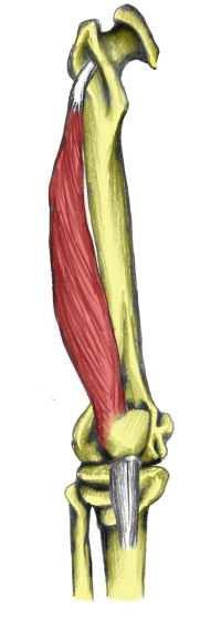 Kolenní a hlezenní kloub Pohyby v kolením kloubu 1. Flexe - m. semitendonosus, m. semimembranosus, m. biceps femoris 2. Extenze m.