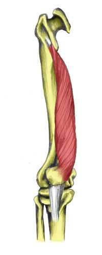 rectus femoris) Začíná u jamky kyčelního kloubu (spina iliaca anterior inferior) Vnější hlava (m.