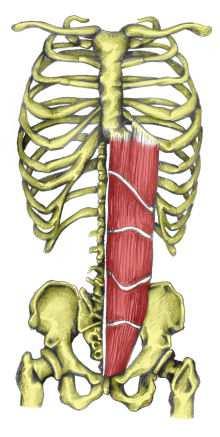 Trup Pohyby trupu 1. Flexe m. rectus abdominis, m. obliquus externus abdominis 2. Extenze m. erector spinae, m. quadratus lumborum 3. Lateroflexe - m. quadratus lumborum, m.