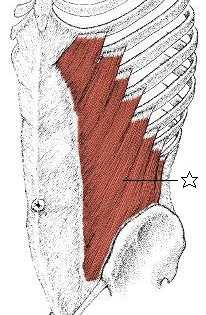 Šikmé břišní svaly vnější m. obliquus externus abdominis Začátek Začíná na 5. 12.