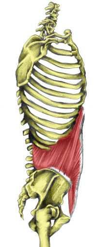 Úpon upíná se do linea alba a částečně na hřeben kyčelní kosti. Šikmé břišní svaly vnitřní m.