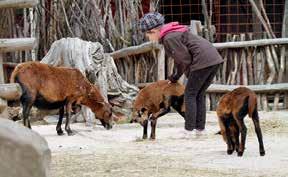 K našim nejlepším zoo patří safari park ve Dvoře Králové nad Labem. TEXT: TOMÁŠ REZEK FOTO: SIMONA JIŘIČKOVÁ val dvorskou i další zoo.