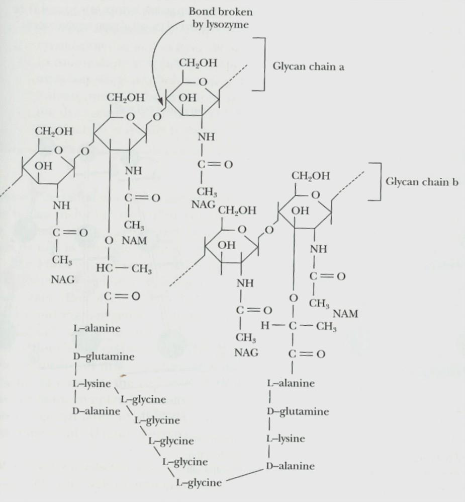 Bakterie Archaea beta-1,4