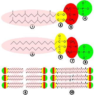 Stavba cytoplazmatické membrány u Archaea Membrane structures. Top: an archaeal phospholipid, 1 isoprene sidechain, 2 ether linkage, 3 L-glycerol, 4 phosphate moieties.