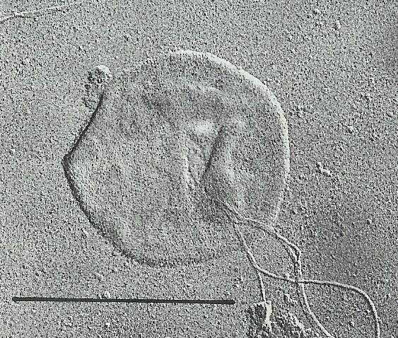 Bičíky 1μm Archeoglobus fulgidus Počet bičíků 1 -.