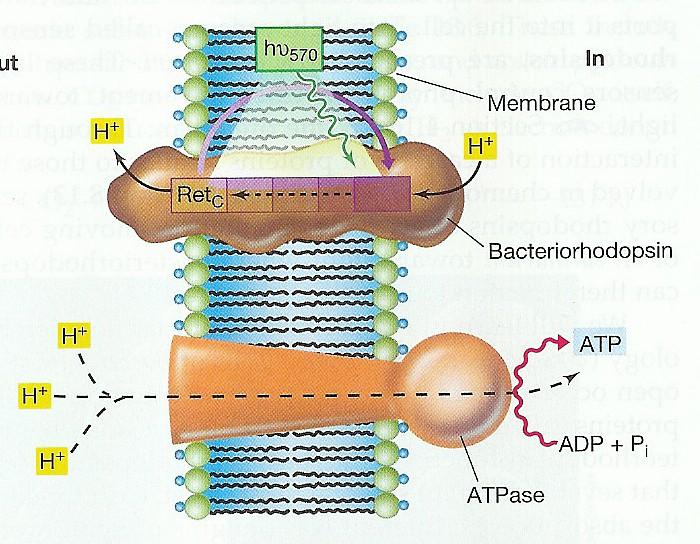 Energetický metabolismus Model aktivity bakteriorhodopsinu halofilní Archea vně uvnitř membrána ATP Světelným kvantem protonovaný retinal