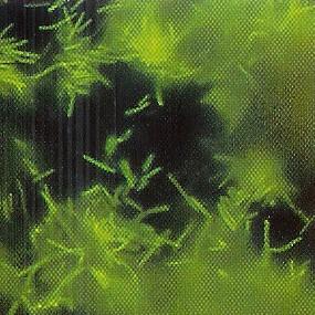 Fluorescence metanogenních bakterií Za