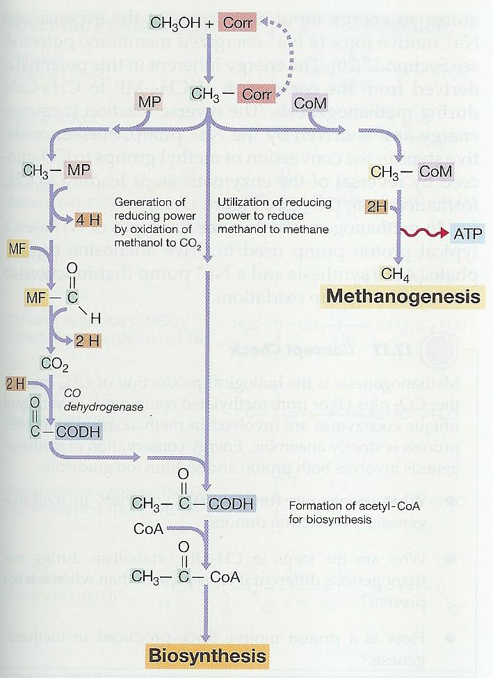 Energetický metabolismus methanogeneze Redukce CO 2 - donor metanol Tvorba redukční síly oxidací metanolu na CO 2 Co dehydrogenáza Využití redukční síly k redukci metanolu na metan metanogeneze