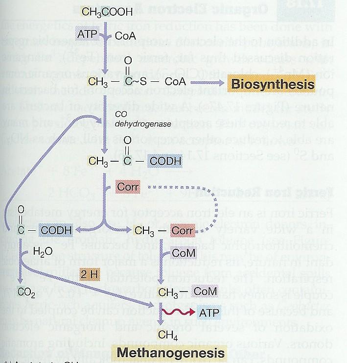 Energetický metabolismus methanogeneze Redukce CO 2 - donor acetát Biosyntéza CO dehydrogenáza