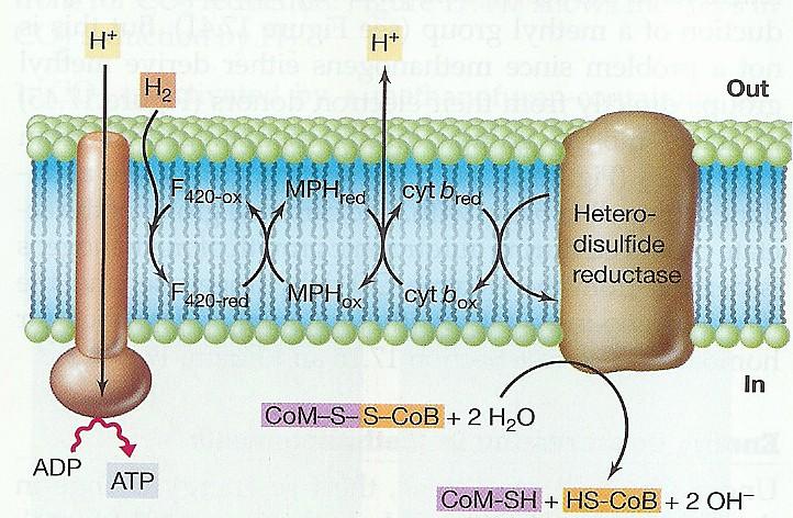 Energetický metabolismus methanogeneze Tvorba energie u metanogenů vně místo redukce