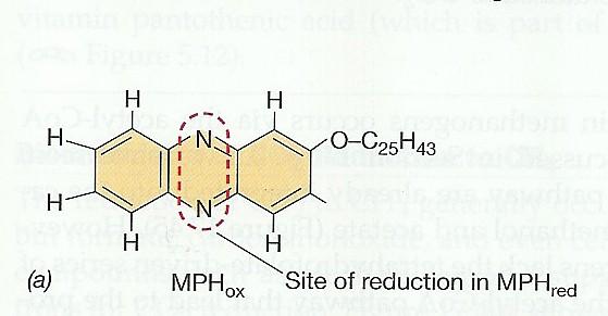 enzyme that catalyzes the chemical reaction coenzyme B + coenzyme M +