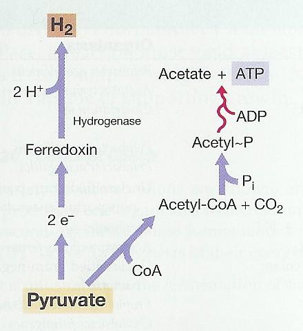 Energetický metabolismus methanogeneze Přeměna pyruvátu na vhodnější substrát pro metanogenezi Pro metanogény je výhodnější přeměnit pyruvát hydrogenáza