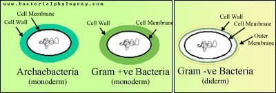 Společné vlastnosti Archaea a Bacteria - Prokaryotní stavba - Malá velikost buněk (mikrometry) - Jeden kruhový chromozom - Dělení buněk - Ribozomy 70S - Zásobní látky podobné jako u bakterií -