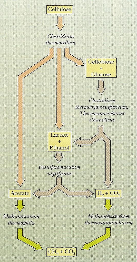 působením celulolytických, intermetabolických (hydrolytické, fermentační, acetogenní) a