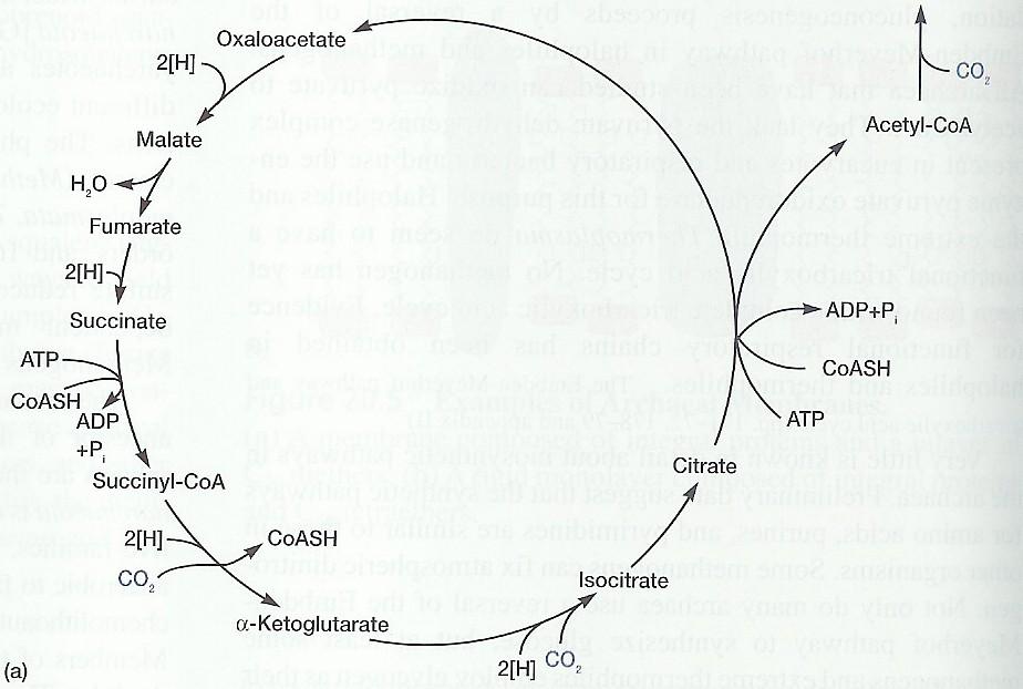 Mechanizmus autotrofní fixace CO 2 glukóza Organizmus: Thermoproteus