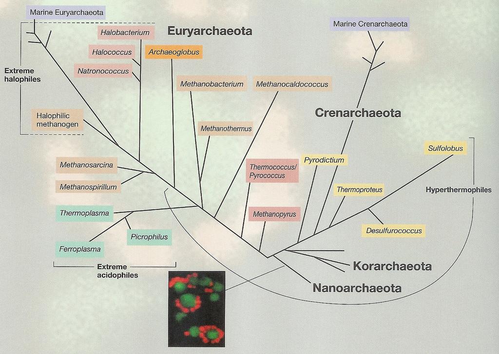Fylogenetický strom - Archaea Strom je odvozen na