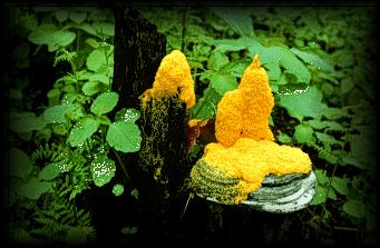 Společné vlastnosti Archaea a Eukarya - Stavba RNA