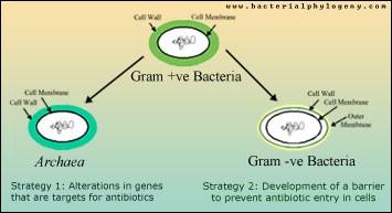 antibiotik na proteosyntézu - Met místo fmet na počátku